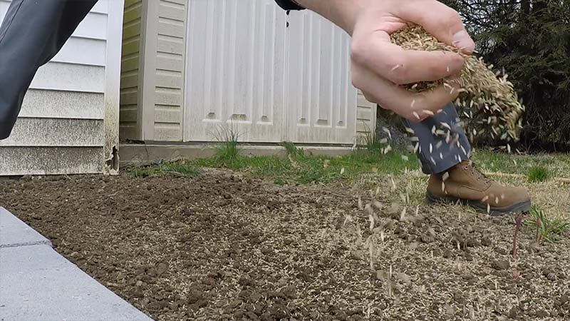 Will grass seed grow if you just throw it on the ground